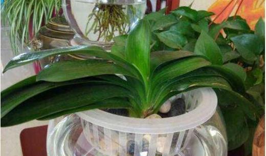 君子兰可以浇牛奶吗？浇牛奶对君子兰生长的影响是什么？