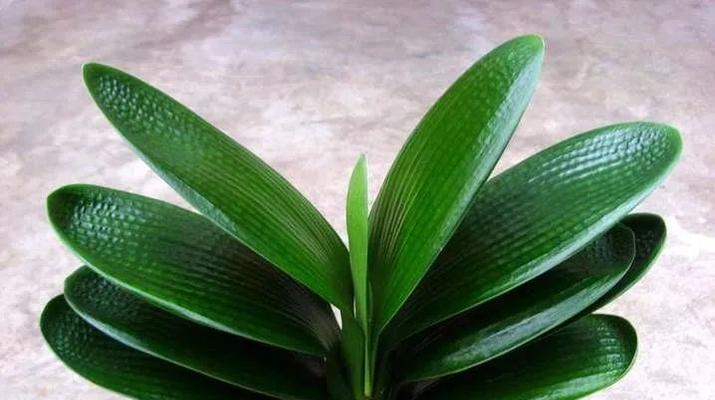 君子兰可以浇牛奶吗?浇牛奶对君子兰生长的影响是什么? 君子兰可以浇牛奶吗?浇牛奶对君子兰生长的影响是什么?