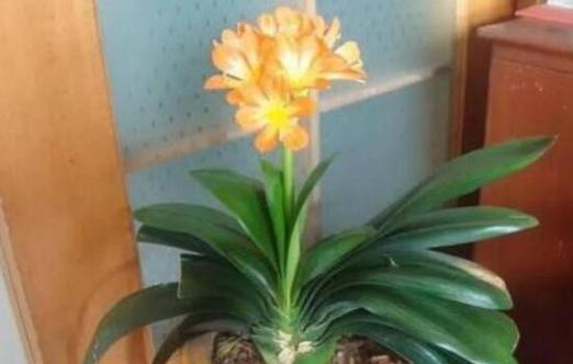 君子兰可以浇牛奶吗?浇牛奶对君子兰生长的影响是什么? 君子兰可以浇牛奶吗?浇牛奶对君子兰生长的影响是什么?