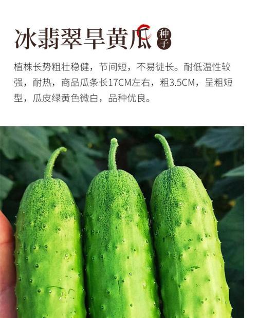 老黄瓜的药用价值有哪些?如何利用老黄瓜进行健康养生? 老黄瓜的药用价值有哪些?如何利用老黄瓜进行健康养生?