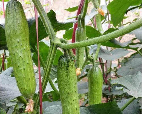 老黄瓜的药用价值有哪些?如何利用老黄瓜进行健康养生? 老黄瓜的药用价值有哪些?如何利用老黄瓜进行健康养生?