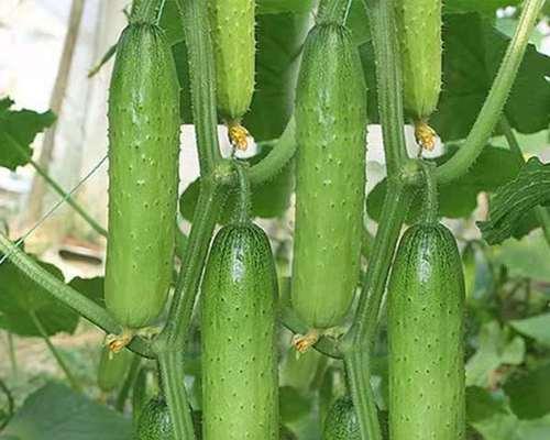 老黄瓜的药用价值有哪些?如何利用老黄瓜进行健康养生? 老黄瓜的药用价值有哪些?如何利用老黄瓜进行健康养生?