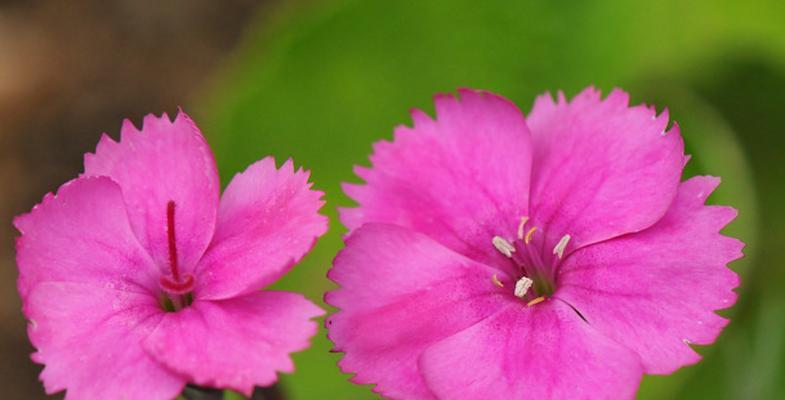 康乃馨喜欢阳光吗?如何正确为康乃馨提供光照? 康乃馨喜欢阳光吗?如何正确为康乃馨提供光照?