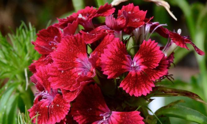 康乃馨喜欢阳光吗?如何正确为康乃馨提供光照?