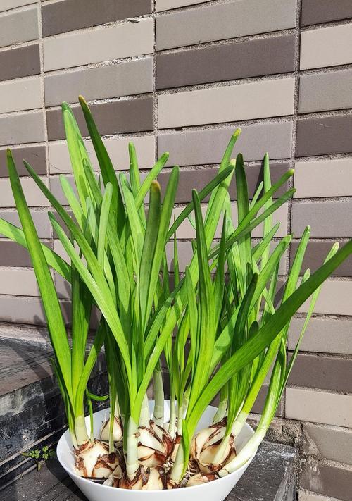 水仙花生长在哪里?它们喜欢什么样的生长环境? 水仙花生长在哪里?它们喜欢什么样的生长环境?