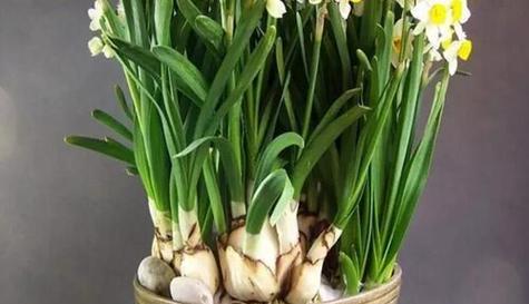 水仙花生长在哪里?它们喜欢什么样的生长环境? 水仙花生长在哪里?它们喜欢什么样的生长环境?