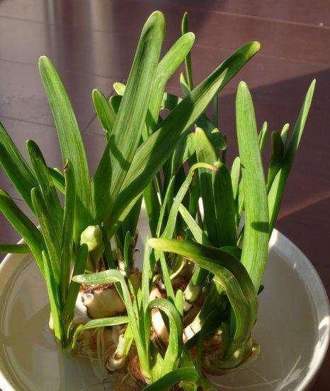 水仙花生长在哪里?它们喜欢什么样的生长环境? 水仙花生长在哪里?它们喜欢什么样的生长环境?