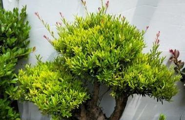 小叶赤楠耐寒吗？能耐多少度的低温？