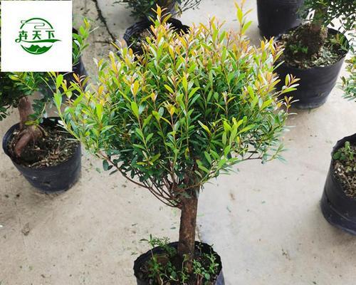 小叶赤楠耐寒吗?能耐多少度的低温? 小叶赤楠耐寒吗?能耐多少度的低温?