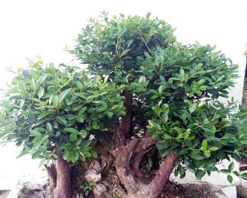 小叶赤楠耐寒吗?能耐多少度的低温? 小叶赤楠耐寒吗?能耐多少度的低温?