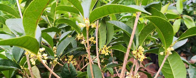 四季桂冬天会冻死吗？如何保护桂花树过冬？