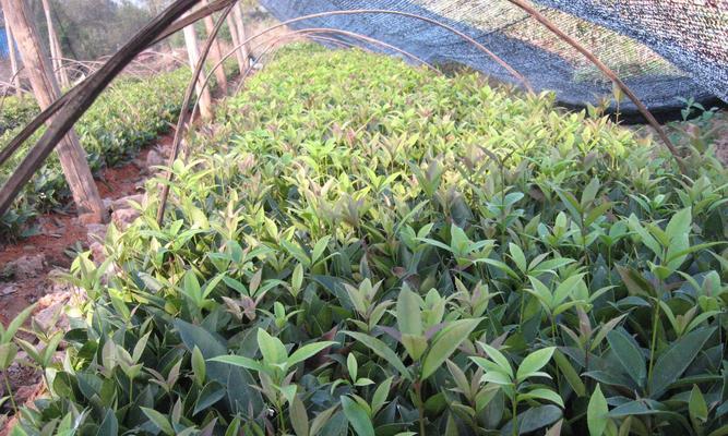 四季桂冬天会冻死吗?如何保护桂花树过冬? 四季桂冬天会冻死吗?如何保护桂花树过冬?