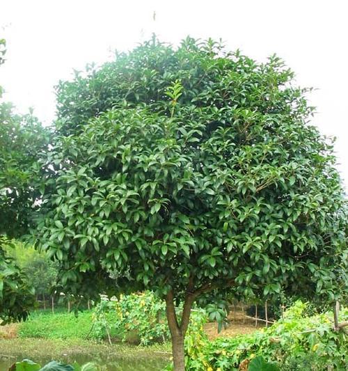 四季桂冬天会冻死吗?如何保护桂花树过冬? 四季桂冬天会冻死吗?如何保护桂花树过冬?