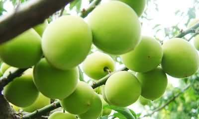 青梅开花时间是什么时候?几月份能看到青梅花开?