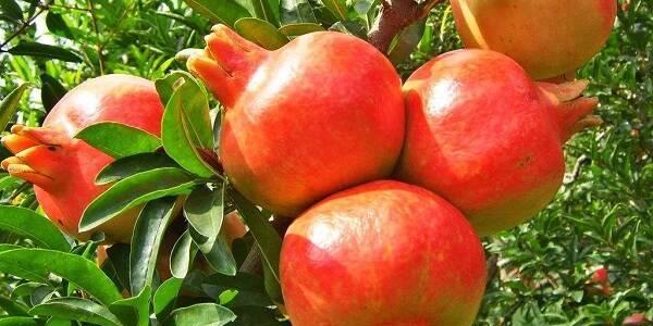 石榴籽的性质是什么?热性还是凉性?