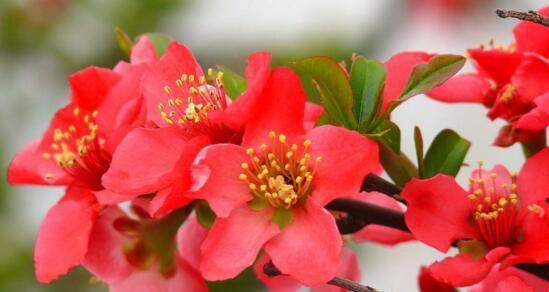 海棠花代表什么花语?如何用海棠花表达情感? 海棠花代表什么花语?如何用海棠花表达情感?