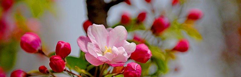 海棠花代表什么花语?如何用海棠花表达情感?