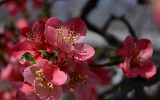 海棠花代表什么花语?如何用海棠花表达情感? 海棠花代表什么花语?如何用海棠花表达情感?