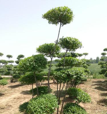 家里种女贞树风水好吗？女贞树的风水意义是什么？