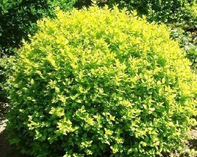 家里种女贞树风水好吗？女贞树的风水意义是什么？