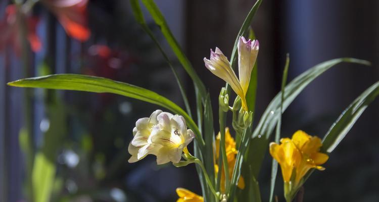 香雪兰春天种植的条件是什么?如何确保成活率?