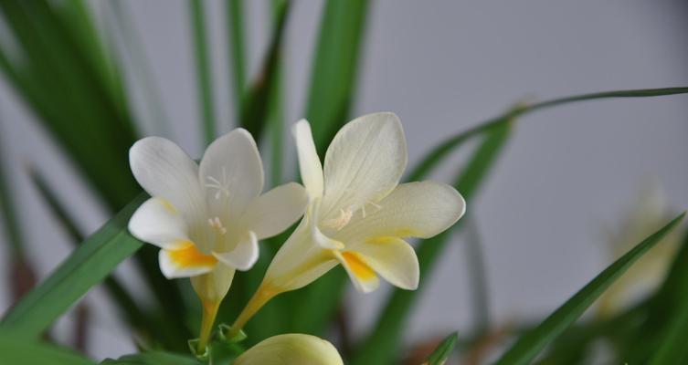 香雪兰春天种植的条件是什么?如何确保成活率? 香雪兰春天种植的条件是什么?如何确保成活率?