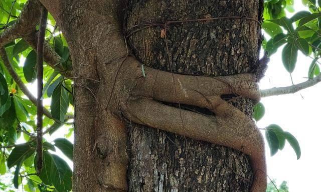 爱情树指的是榕树吗?榕树的特点和象征意义是什么?