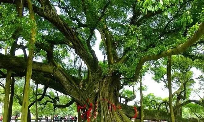 爱情树指的是榕树吗?榕树的特点和象征意义是什么? 爱情树指的是榕树吗?榕树的特点和象征意义是什么?