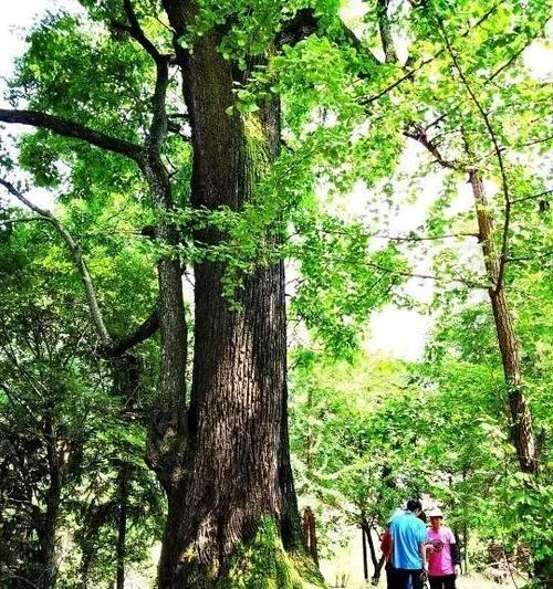 爱情树指的是榕树吗?榕树的特点和象征意义是什么? 爱情树指的是榕树吗?榕树的特点和象征意义是什么?