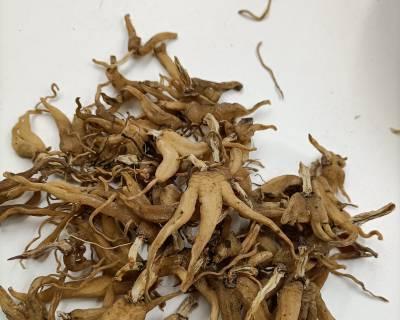 手掌参的功效与作用是什么?如何正确使用手掌参?