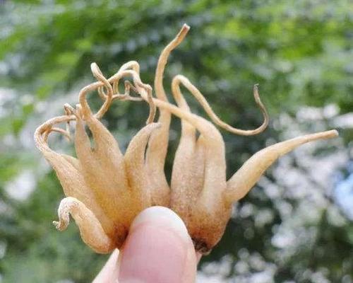 手掌参的功效与作用是什么?如何正确使用手掌参? 手掌参的功效与作用是什么?如何正确使用手掌参?