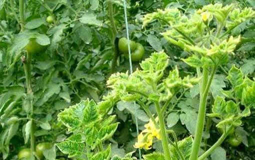 圣女果打顶的最佳时间是什么时候?具体步骤有哪些? 圣女果打顶的最佳时间是什么时候?具体步骤有哪些?