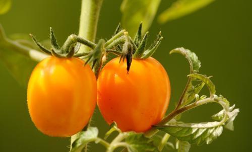 圣女果打顶的最佳时间是什么时候?具体步骤有哪些? 圣女果打顶的最佳时间是什么时候?具体步骤有哪些?