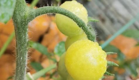 圣女果打顶的最佳时间是什么时候?具体步骤有哪些? 圣女果打顶的最佳时间是什么时候?具体步骤有哪些?