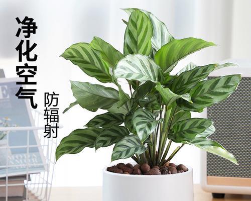 酒瓶兰喜阴还是喜阳?如何正确养护酒瓶兰? 酒瓶兰喜阴还是喜阳?如何正确养护酒瓶兰?