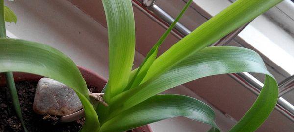 酒瓶兰喜阴还是喜阳?如何正确养护酒瓶兰?