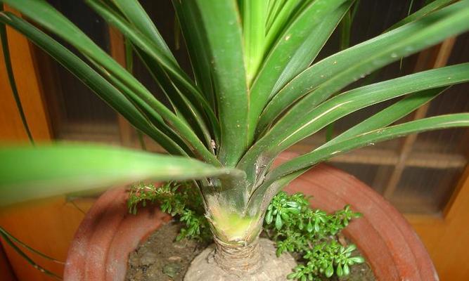 酒瓶兰喜阴还是喜阳?如何正确养护酒瓶兰? 酒瓶兰喜阴还是喜阳?如何正确养护酒瓶兰?