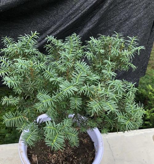 红豆杉插枝方法是什么?插枝成功的关键因素有哪些?