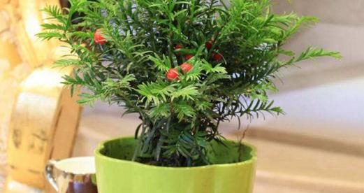 红豆杉插枝方法是什么?插枝成功的关键因素有哪些? 红豆杉插枝方法是什么?插枝成功的关键因素有哪些?