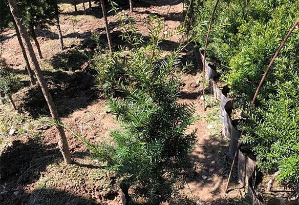 红豆杉插枝方法是什么?插枝成功的关键因素有哪些? 红豆杉插枝方法是什么?插枝成功的关键因素有哪些?