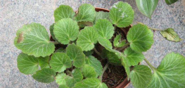 虎耳草放在卧室安全吗?有毒吗?