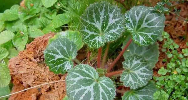 虎耳草放在卧室安全吗?有毒吗? 虎耳草放在卧室安全吗?有毒吗?