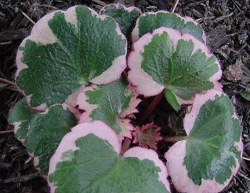 虎耳草放在卧室安全吗?有毒吗? 虎耳草放在卧室安全吗?有毒吗?