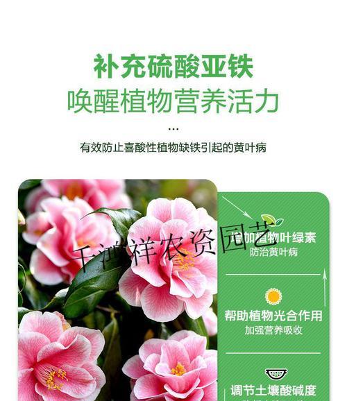 硫酸亚铁片可以浇花吗?使用方法和注意事项是什么? 硫酸亚铁片可以浇花吗?使用方法和注意事项是什么?