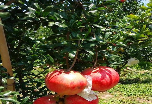 石榴适合什么地方种植?如何选择最佳种植地点?
