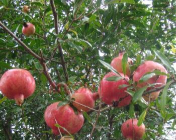 石榴适合什么地方种植?如何选择最佳种植地点? 石榴适合什么地方种植?如何选择最佳种植地点?