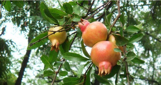 石榴适合什么地方种植?如何选择最佳种植地点? 石榴适合什么地方种植?如何选择最佳种植地点?