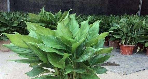 万年青汁液有毒吗?接触后应该如何处理?