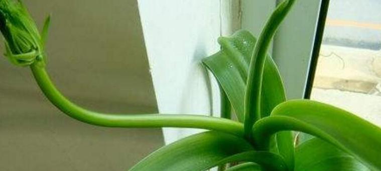 万年青汁液有毒吗?接触后应该如何处理? 万年青汁液有毒吗?接触后应该如何处理?