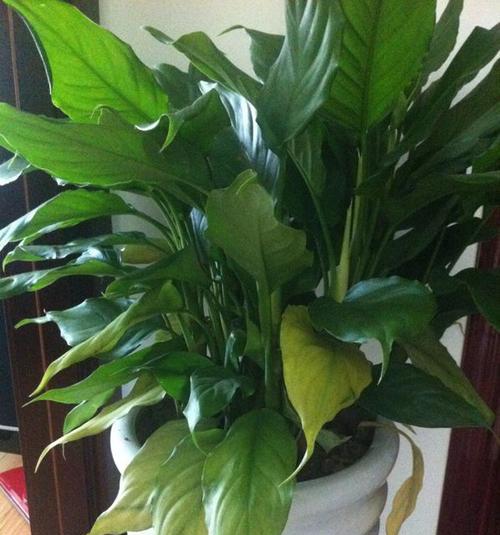 万年青汁液有毒吗?接触后应该如何处理? 万年青汁液有毒吗?接触后应该如何处理?